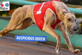 Daily Mail: ‘Queen’ set to reign at Geelong