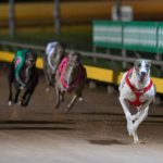 Ferdinand Boy careers to victory in the Warrnambool Cup.