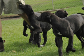 Greyhound status and movement requirements