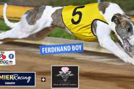 Daily Mail: Boy, ‘Ferdinand’ is set to sparkle