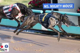 Daily Mail: ‘Mouse’ to be mighty at Shepparton?
