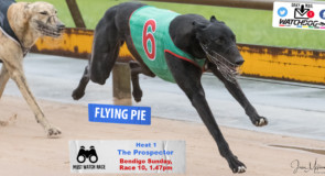 Daily Mail: ‘Pie’ set to fly at Bendigo