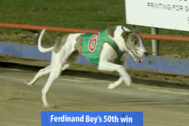 Fifty for Ferdinand Boy!