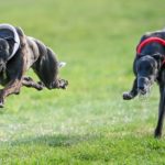 He's No Slouch (left) defeats Master Ogilvie in the Waterloo Cup final.