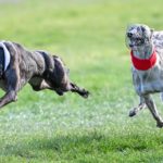 Orson Emmy (white) defeats Uncle's Girl (red) in the Waterloo Plate.