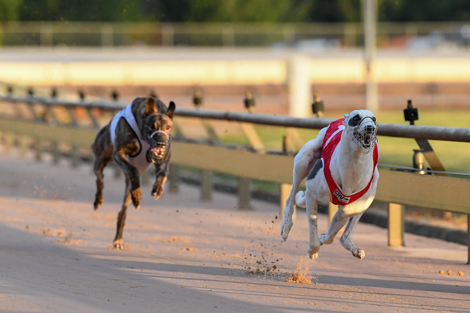 Greyhound Racing Victoria Country Cup Night Match Race Conditions