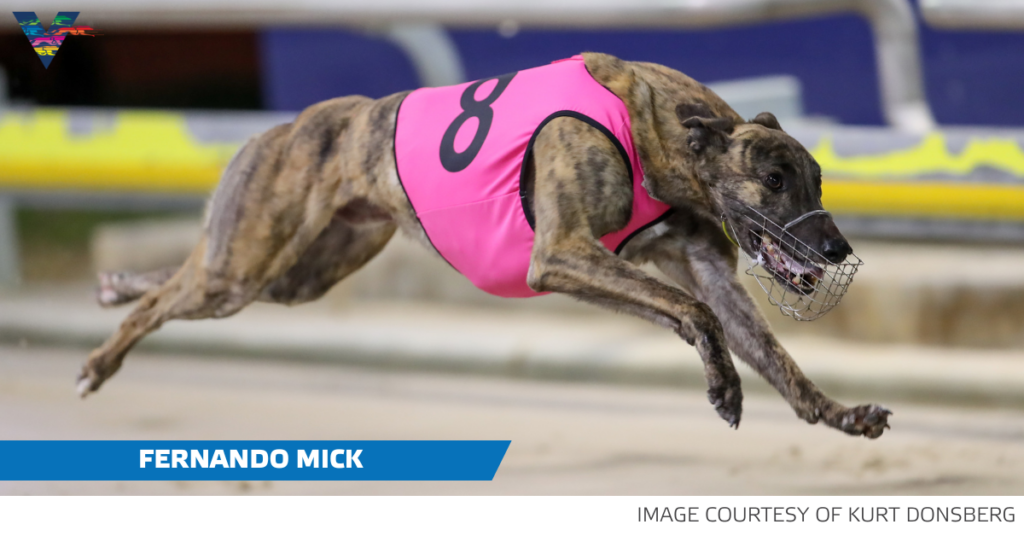 Fernando Mick - Adelaide Cup heat action