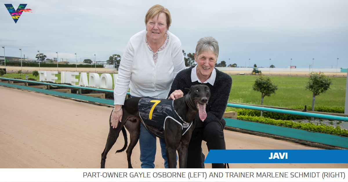 Neverending greyhound love GRV