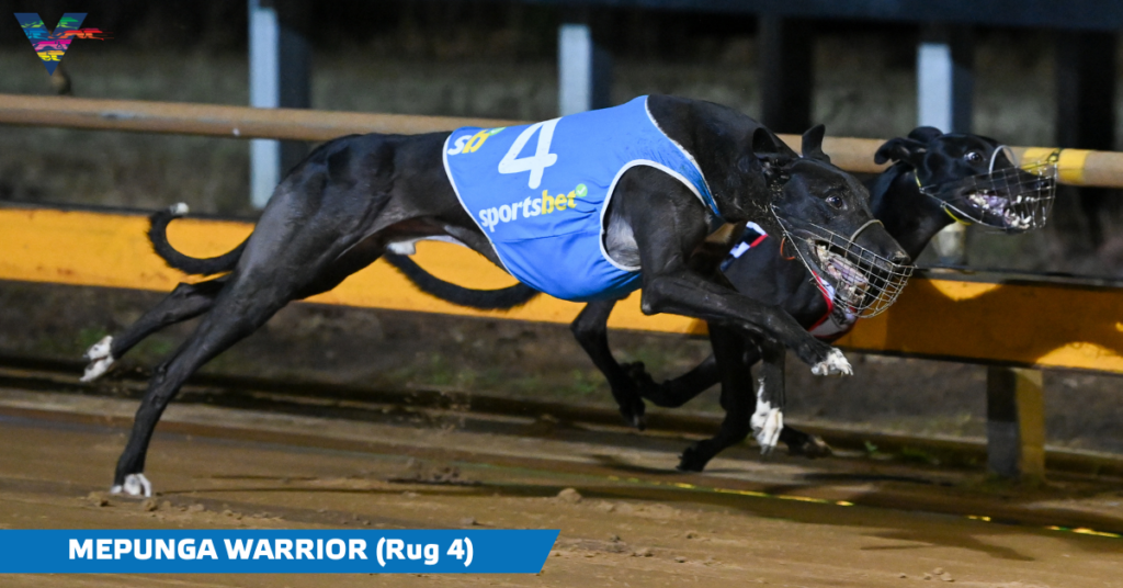 Mepunga Warrior (Geelong Gold Cup Final on 20230421)