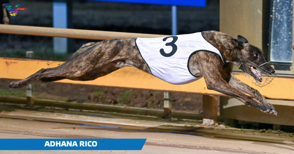 large-Adhana Rico (Geelong Gold Cup Final on 20230421)