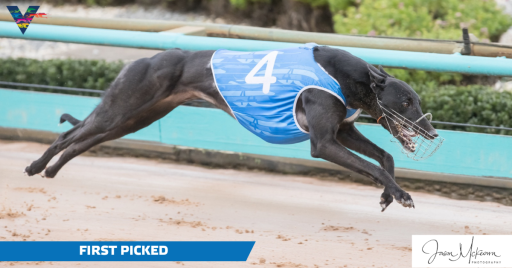 large-First Picked (The 715 Heats on 20230428)