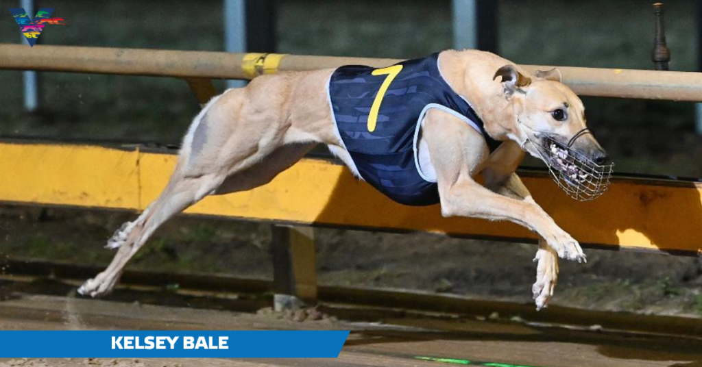 large-Kelsey Bale (Geelong Gold Cup Winner on 20230421)