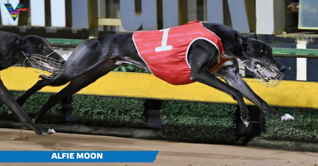large-Alfie Moon (Lizrene Winner on 20230526)