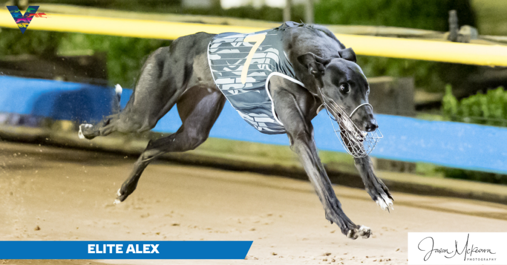 large-Elite Alex (The Meadows on 20230527)
