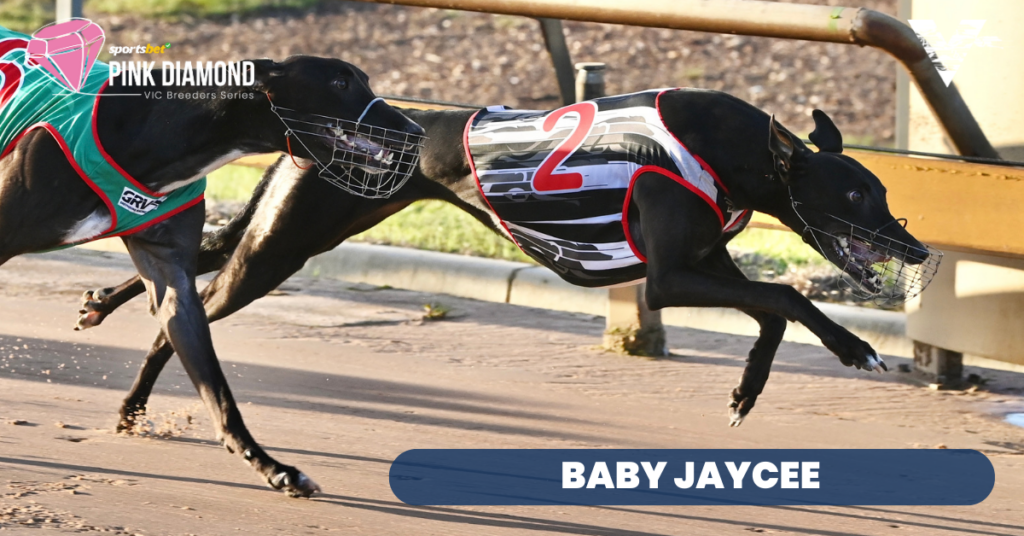 Baby Jaycee (Pink Diamond Bendigo Heat Winner on 20230609)