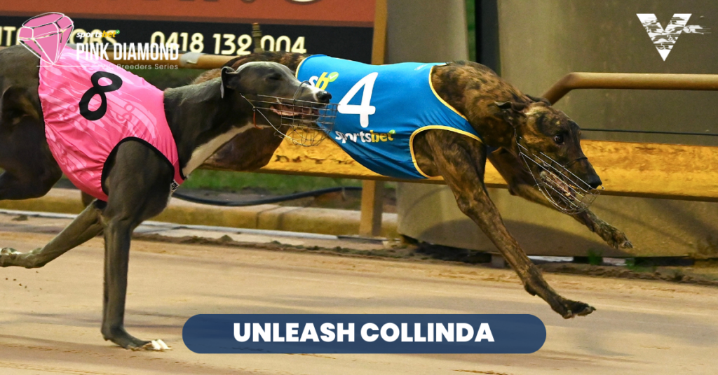 Unleash Collinda (Shepparton Pink Diamond Heat Winner on 20230608)