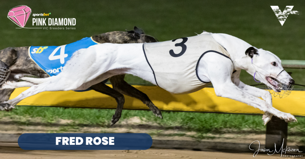 large-Fred Rose (Shepparton Pink Diamond Heats on 20230608)