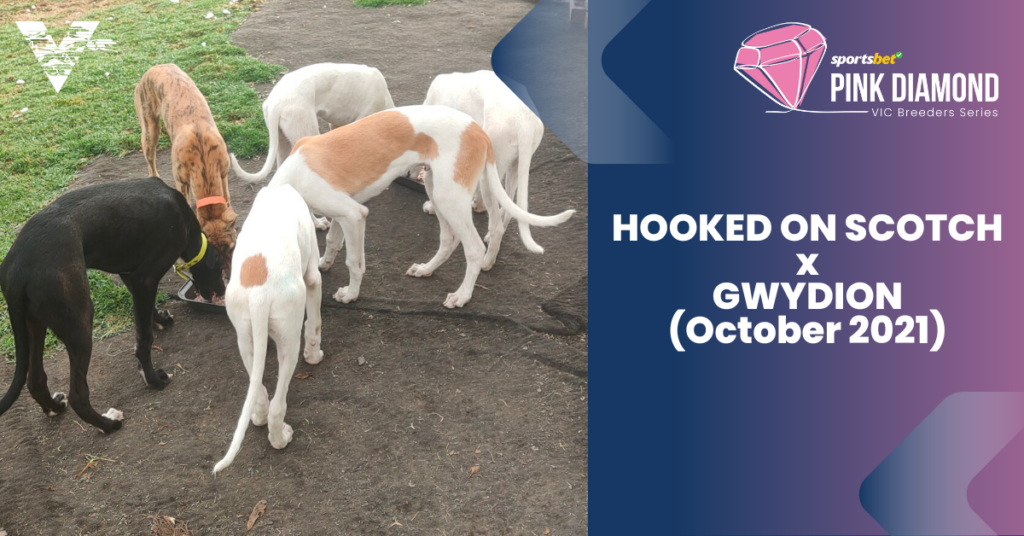 large-Hooked On Scotch x Gwydion (October 2021)