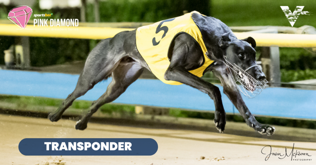 large-Transponder (Bendigo Pink Diamond Heats on 20230609)