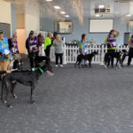 Volunteer handlers and greyhounds awaiting the 2pm start.