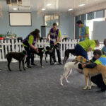 Volunteer handlers and greyhounds prior to the start of the event.
