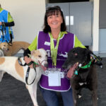 Volunteer handler Kym with greyhounds Kylie and Scarlett.