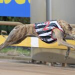 Alpha Zulu winning his Warragul Cup heat.