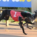 Skinny Olive (6) defeats Journey Beyond in the opening Warragul Cup heat