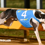 2024 Geelong Gold Cup Heats 1 - STORM STROLLER