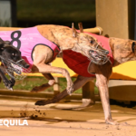 2024 Geelong Gold Cup Heats 3 - TOMMY TEQUILA