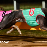 2024 Geelong Gold Cup Heats 4 - SHIMA SHADOW