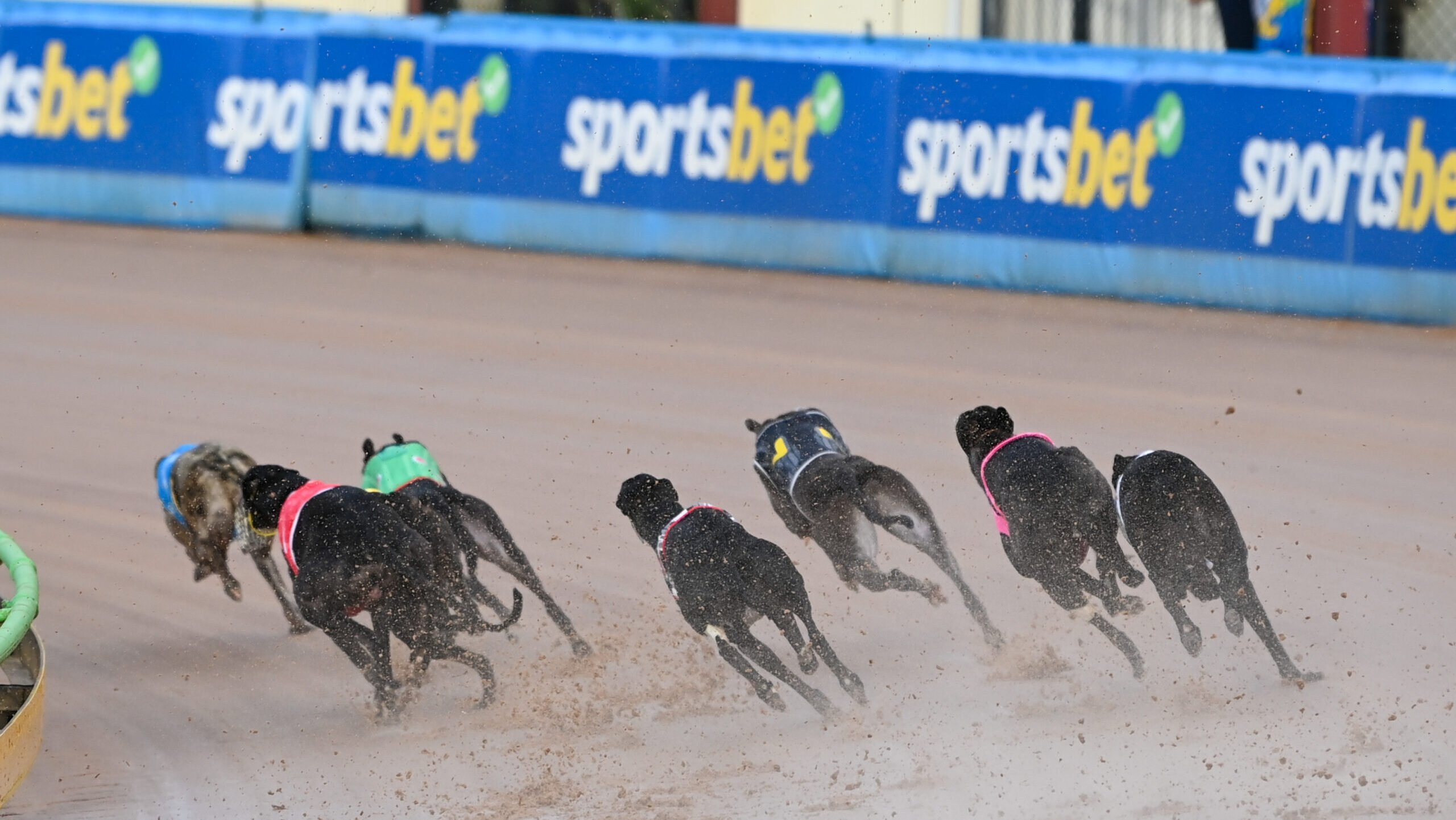 GRV issues warning over alleged greyhound export approaches