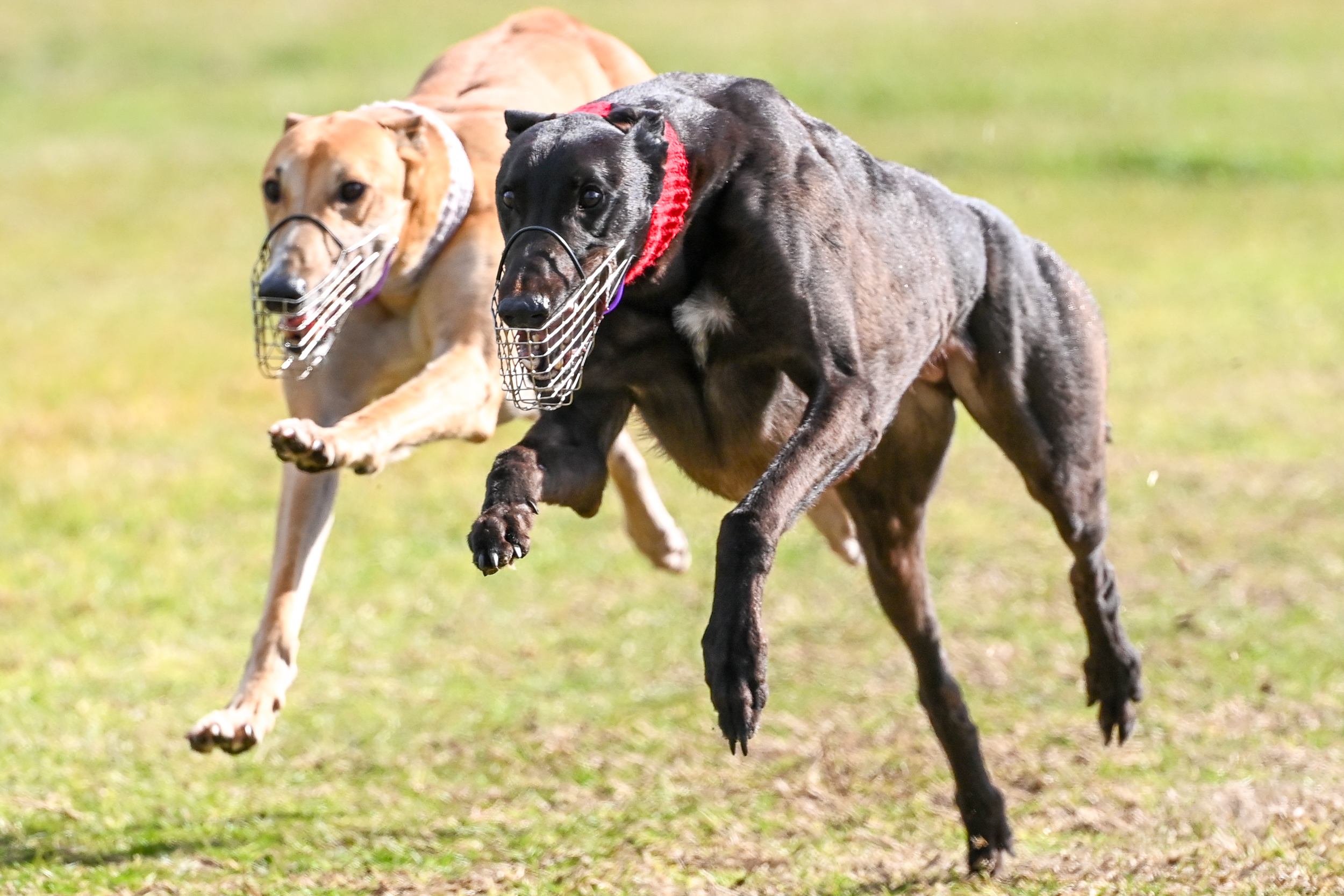 065 Event 3 WATERLOO PURSE - Shima Ballad (red) defeats Paw Waldo (white)