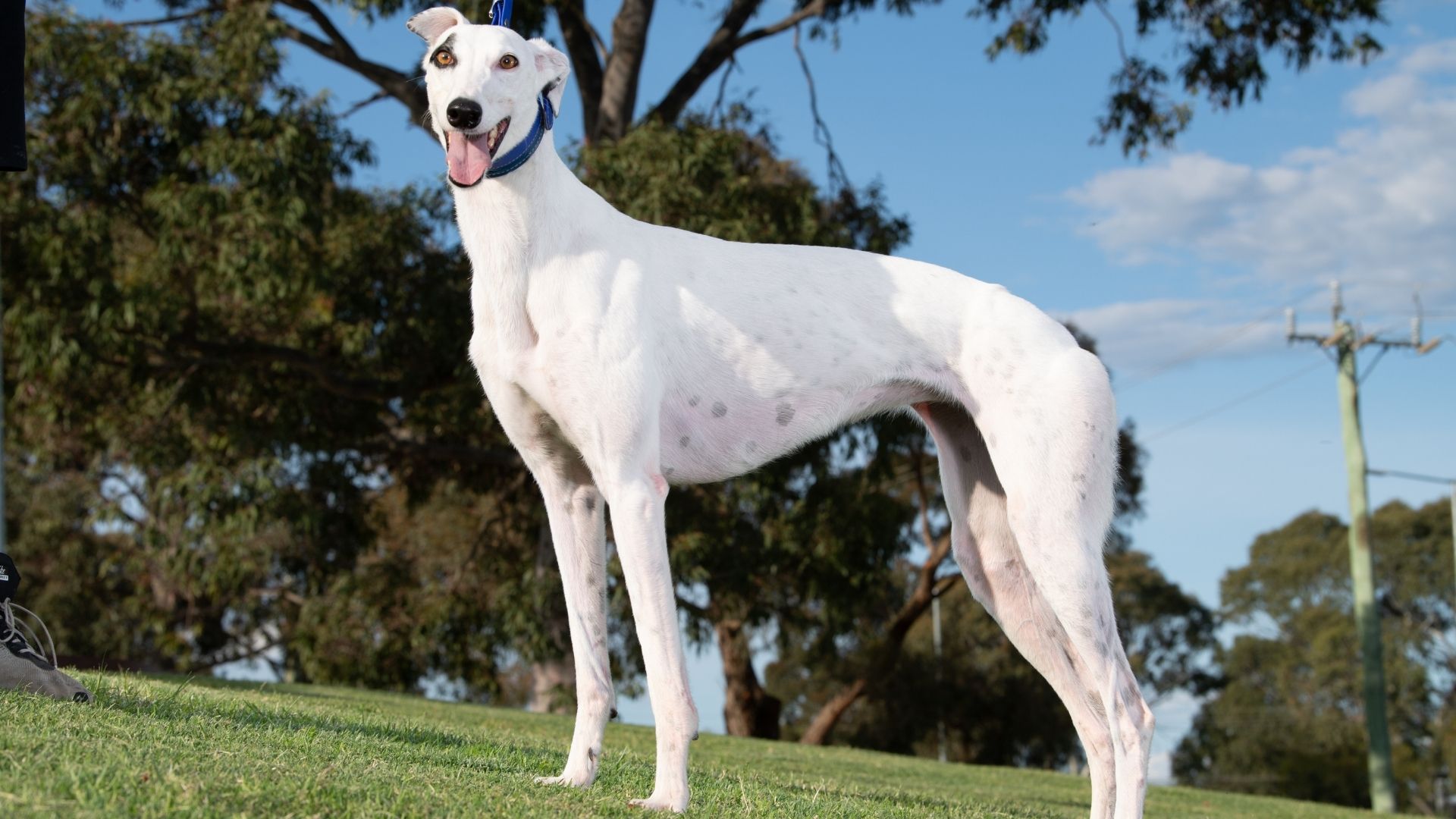 Without A Trace cleared to return in Dubbo Country Classic heats