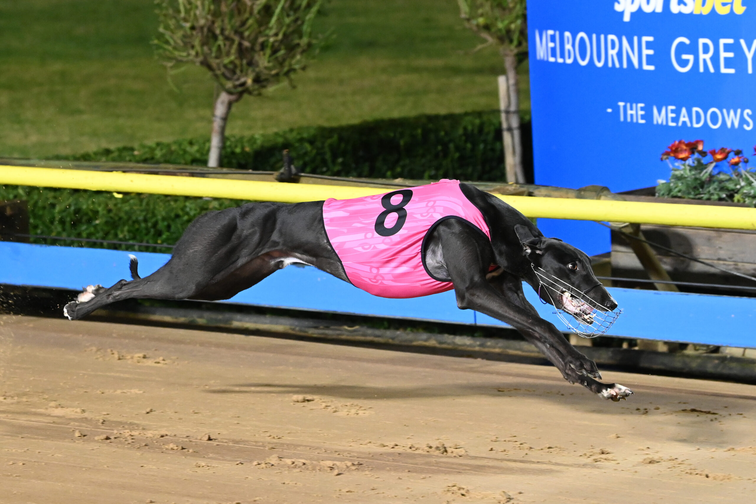 Wrongly Accused into the National Sprint Final